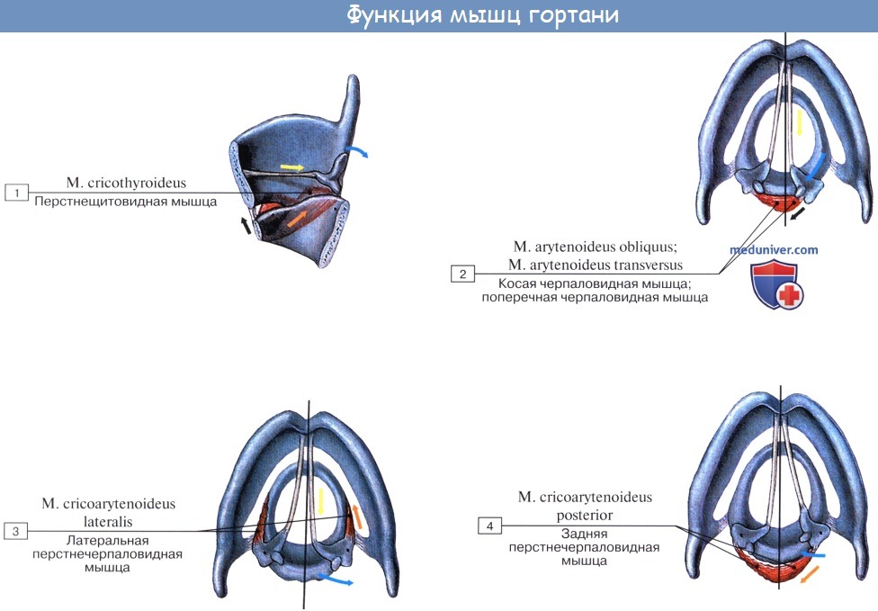 Анатомия человека: Мышцы гортани