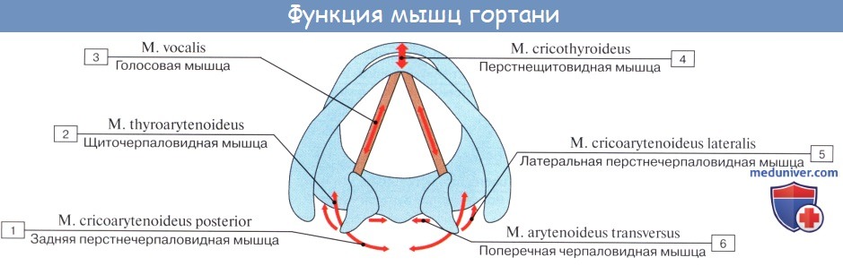 Анатомия человека: Мышцы гортани