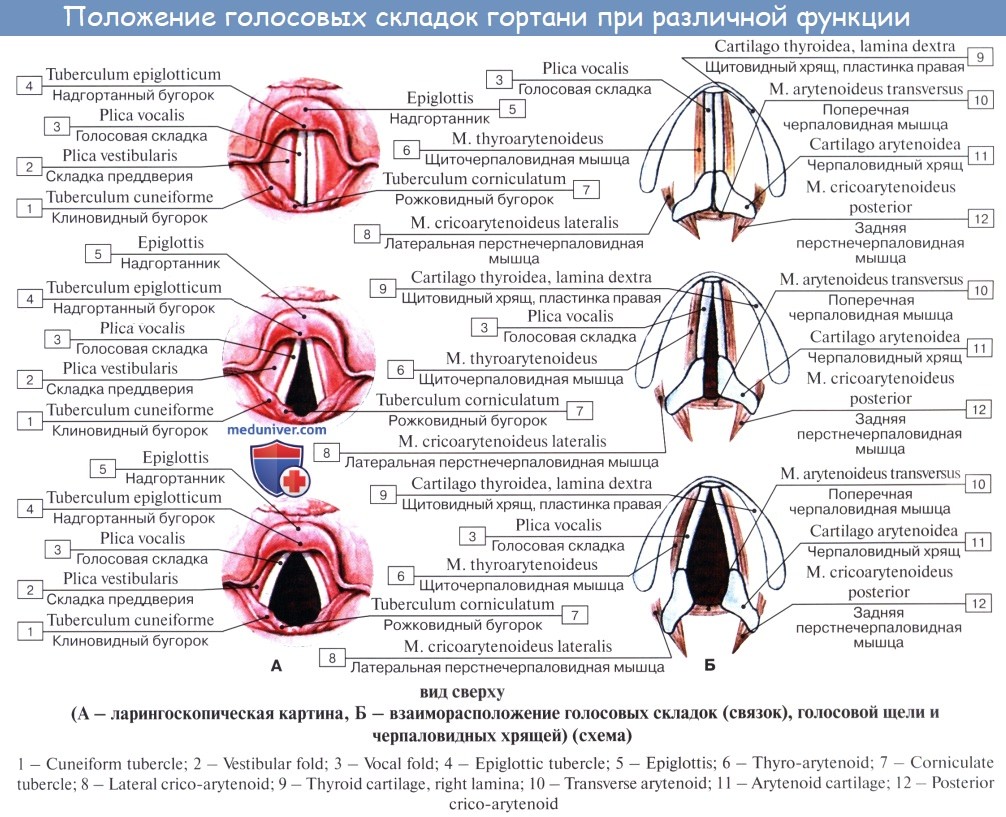 Спайка половых губ. Голосовая щель анатомия латынь. Голосовая складка гортани анатомия. Строение голосовых складок. Положение голосовых связок при различных функциональных состояниях.