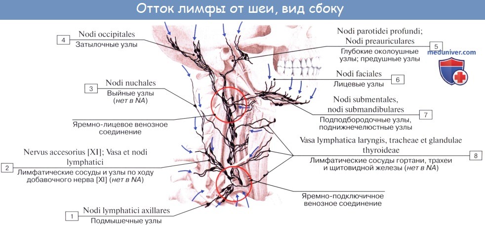 Анатомия человека: Кровоснабжение, иннервация, лимфоотток от гортани. Сосуды и нервы гортани