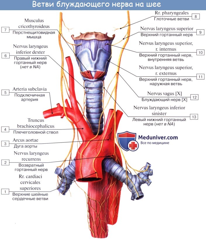 Анатомия человека: Кровоснабжение, иннервация, лимфоотток от гортани. Сосуды и нервы гортани
