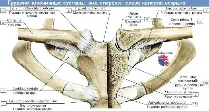 Анатомия: Грудино-ключичный сустав