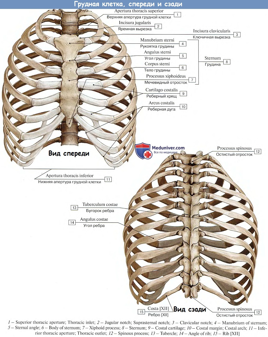 Ребро отдел скелета. Строение грудной клетки человека анатомия скелета. Строение грудной клетки спереди. Скелет туловища грудная клетка ребра. Грудная клетка вид сбоку анатомия.