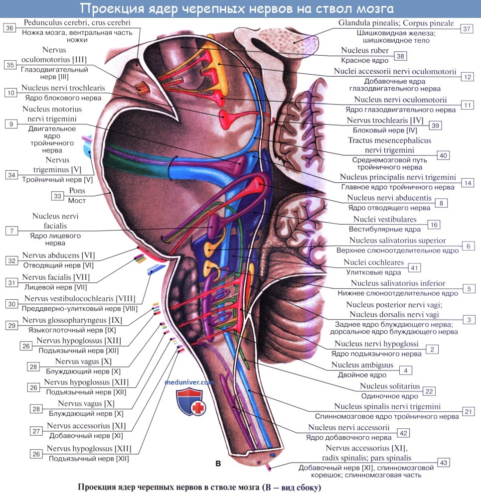 Анатомия: Ядра ромбовидной ямки. Ядра черепных нервов. Проекция ядер черепных нервов на ромбовидную ямку