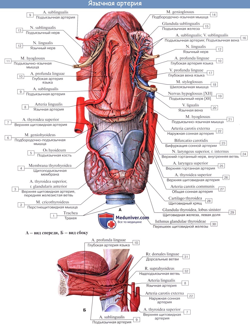 Анатомия: Язык. Строение языка. Мышцы языка. Иннервация, кровоснобжение языка