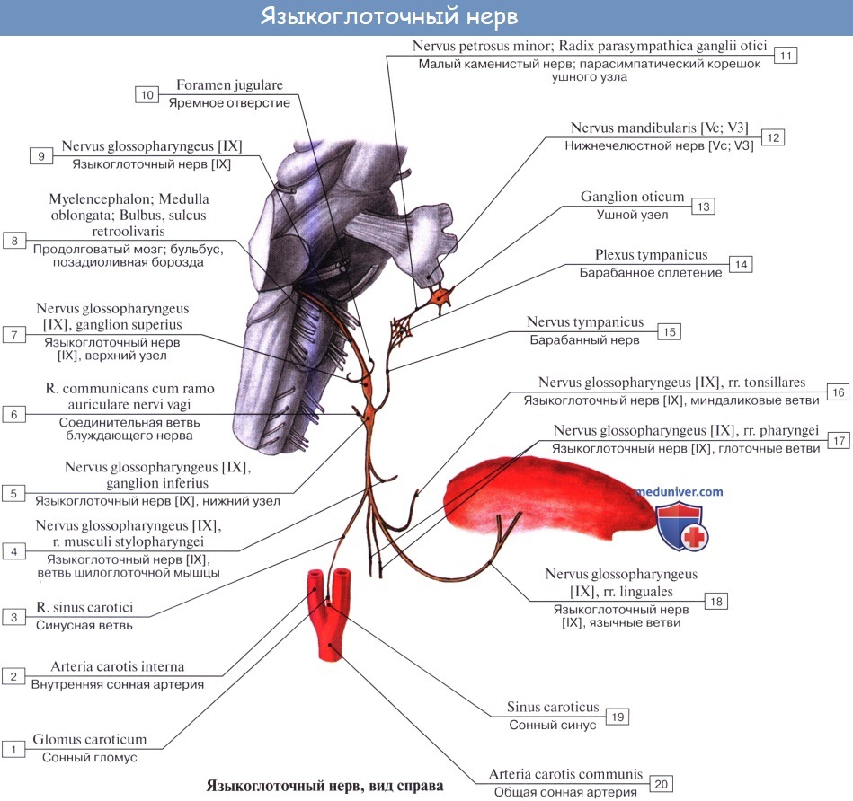 Анатомия: Языкоглоточный нерв (IX пара, 9 пара черепных нервов), n. glossopharyngeus. Ядра языкоглоточного нерва