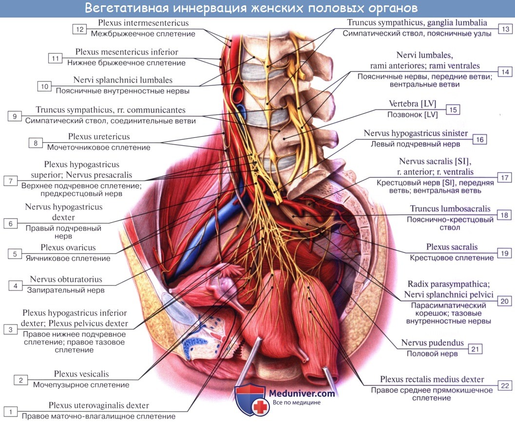 Анатомия: Топография матки. Сосуды (кровоснабжение) матки. Иннервация (нервы)матки