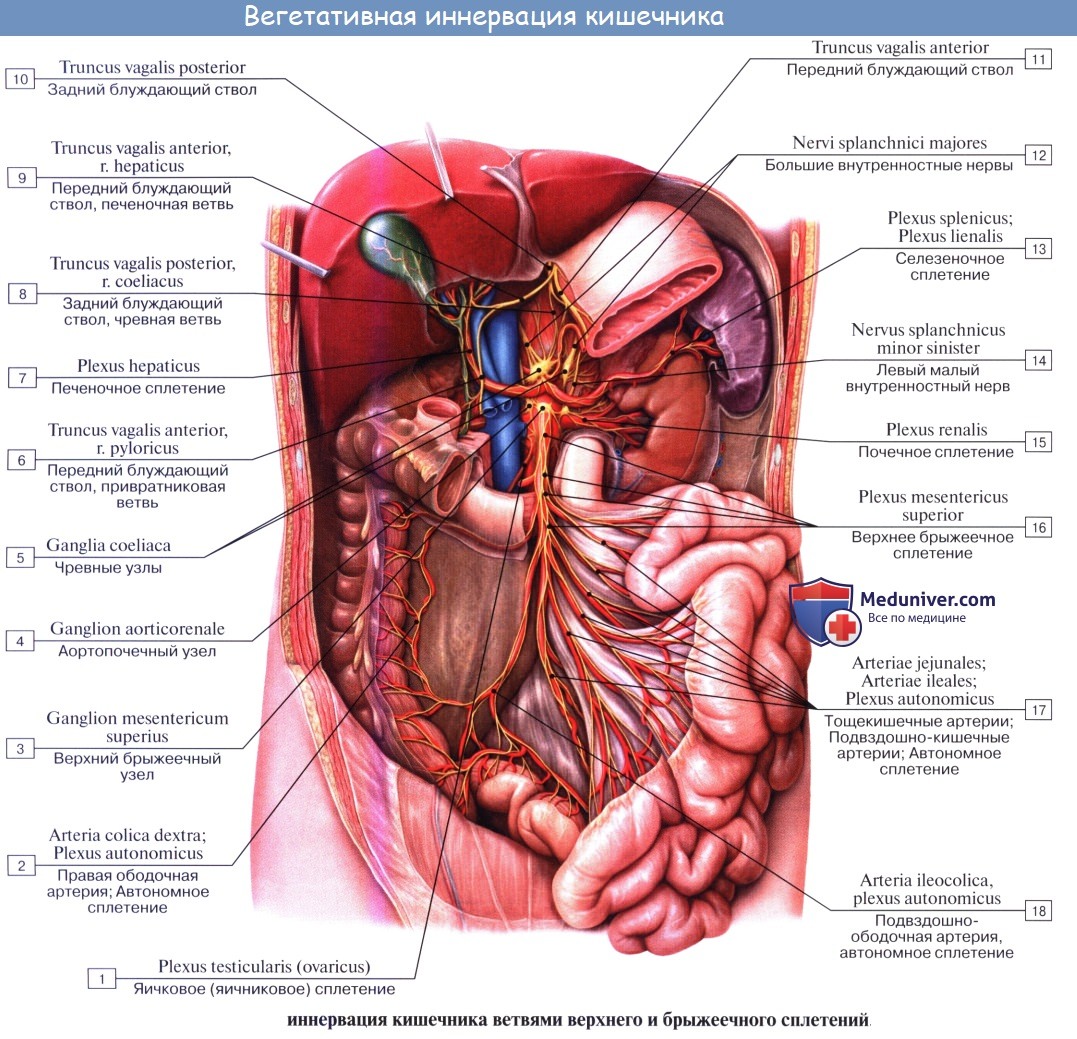 Анатомия человека: Кровоснабжение толстой кишки. Иннервация толстой кишки. Кровоснабжение, иннервация червеобразного отростка ( аппендикса, апендикса ).