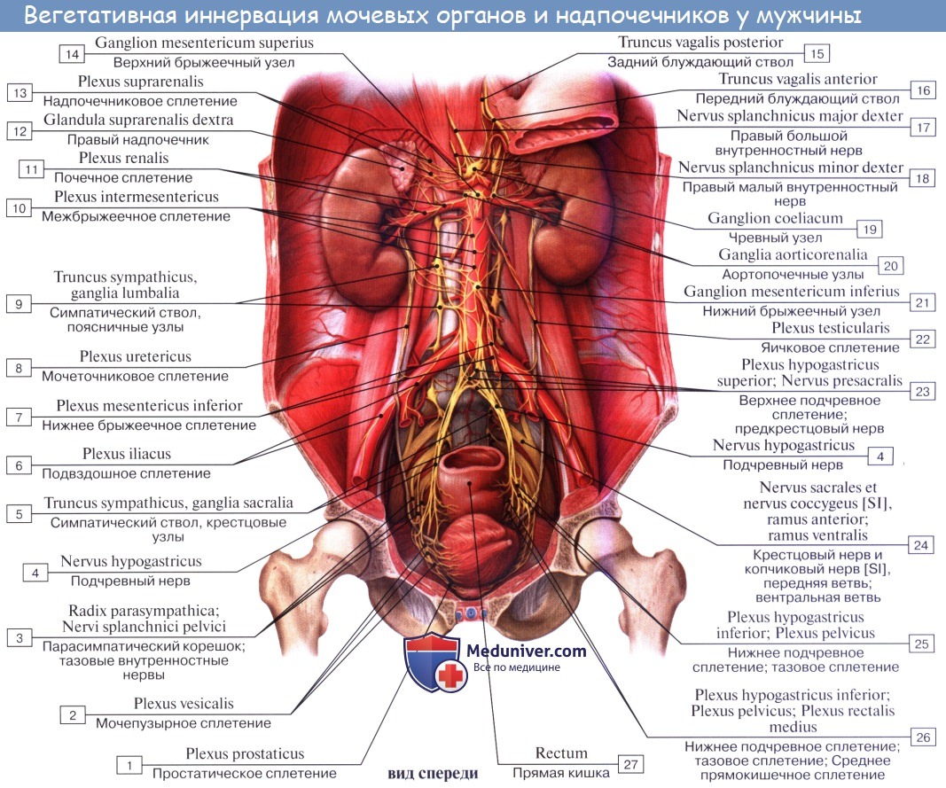 Анатомия: Кровоснабжение мочеточника. Сосуды и лимфатический отток от мочеточника. Иннервация мочеточника