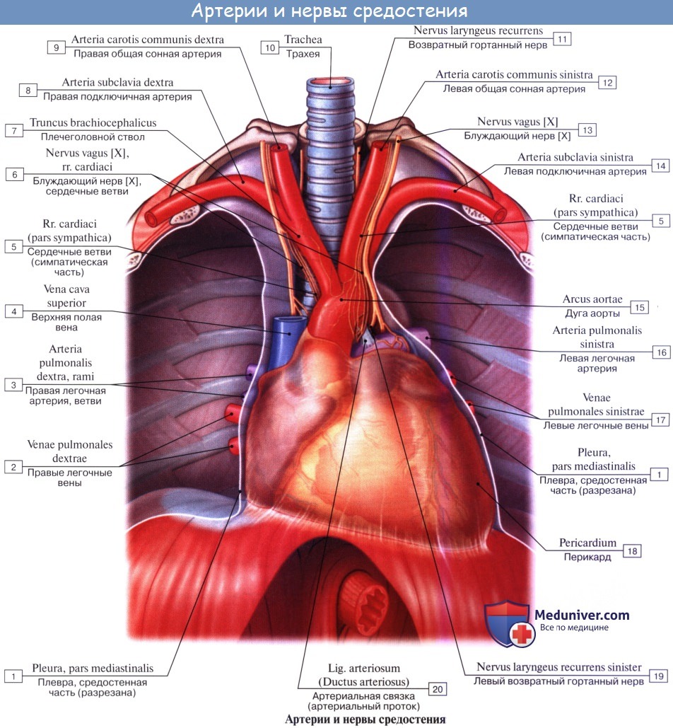 Анатомия: Иннервация сердца. Иннервация сердечной мышцы. Иннервация миокарда.