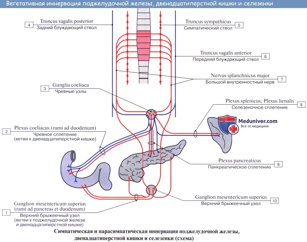 Анатомия: Иннервация желудочно-кишечного тракта (кишечника до сигмовидной кишки). Иннервация поджелудочной железы. Иннервация печени