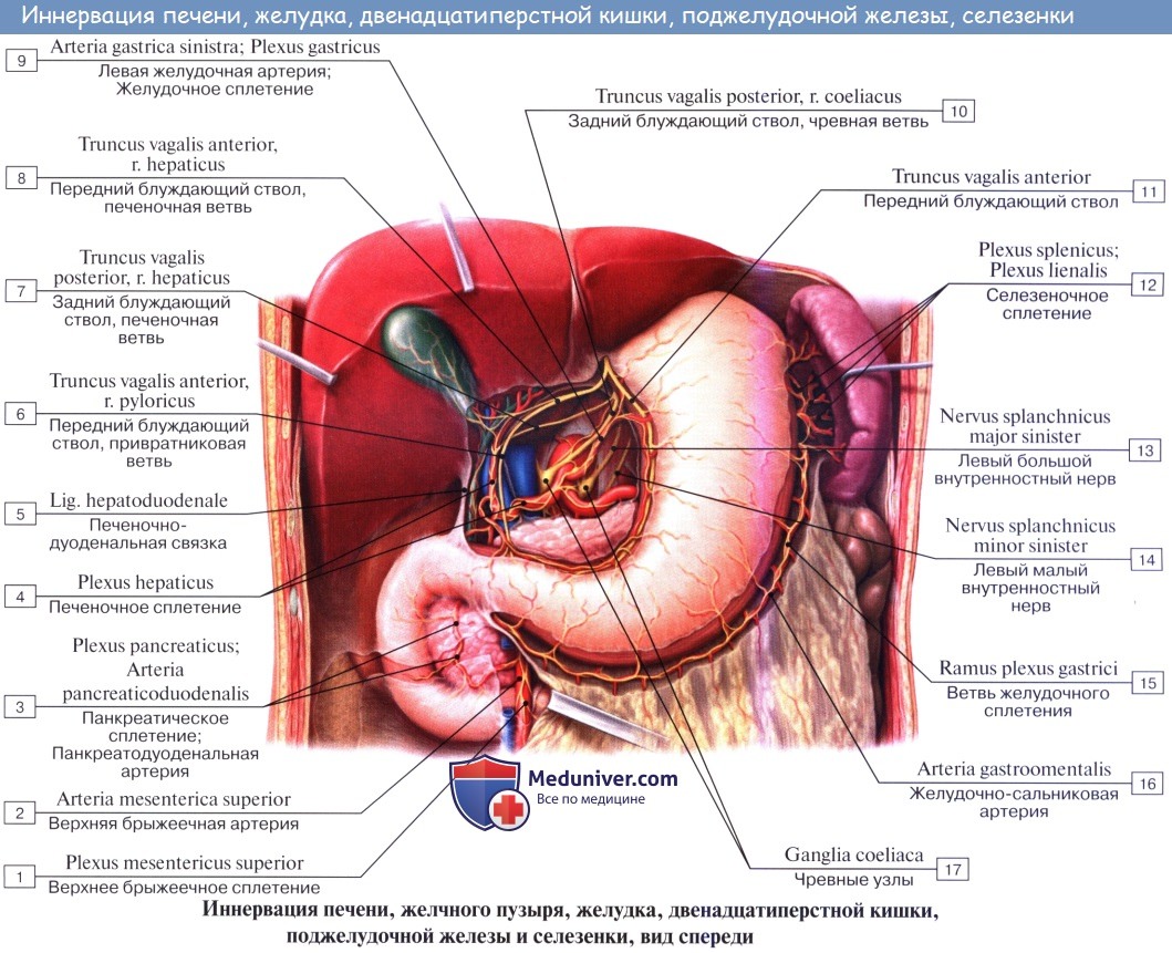 Анатомия: Иннервация желудочно-кишечного тракта (кишечника до сигмовидной кишки). Иннервация поджелудочной железы. Иннервация печени