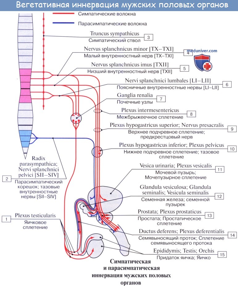 Анатомия: Иннервация сигмовидной кишки. Иннервация прямой кишки. Иннервация мочевого пузыря