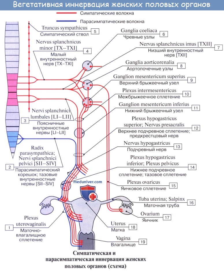 Анатомия: Иннервация сигмовидной кишки. Иннервация прямой кишки. Иннервация мочевого пузыря