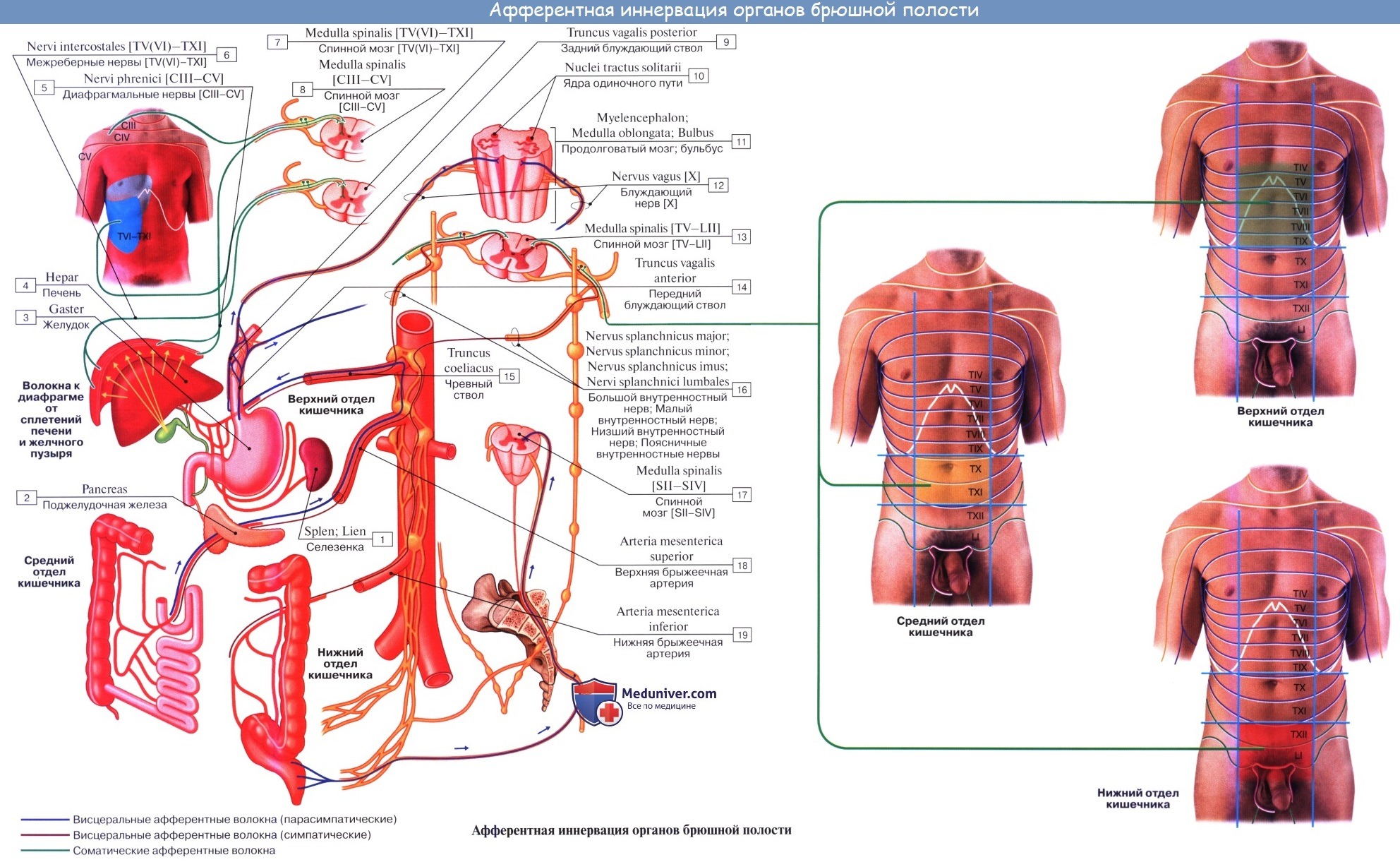 Анатомия: Единство вегетативной и центральной нервной системы. Зоны Захарьина — Геда