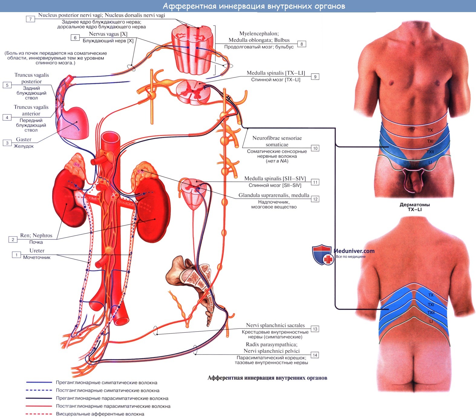 Анатомия: Единство вегетативной и центральной нервной системы. Зоны Захарьина — Геда