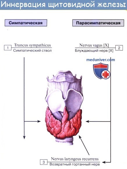 Анатомия : Схема иннервации щитовидной железы