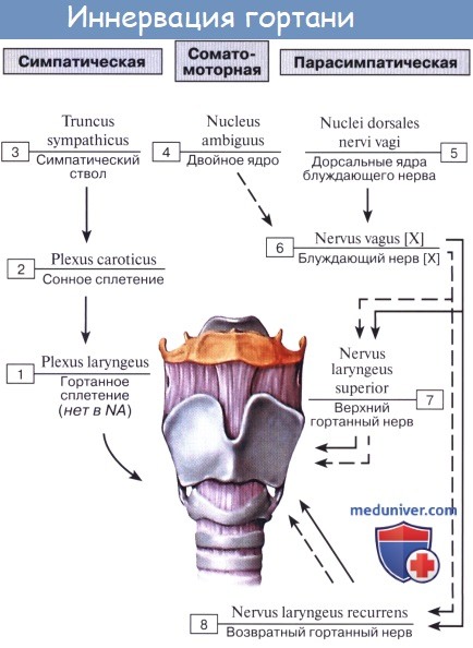 Анатомия: Схема иннервации гортани