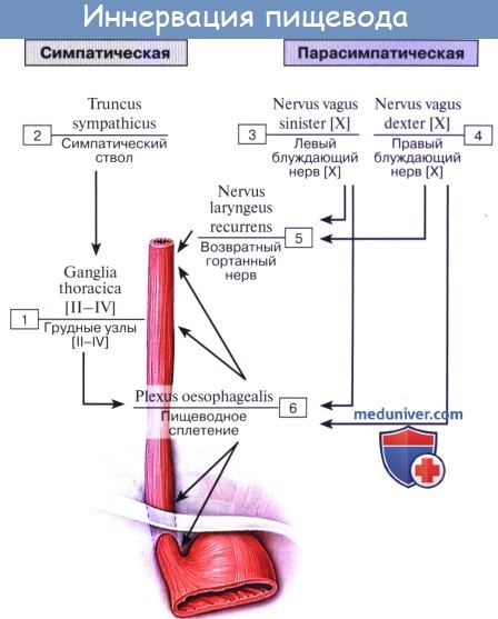 innervacia organov 41a