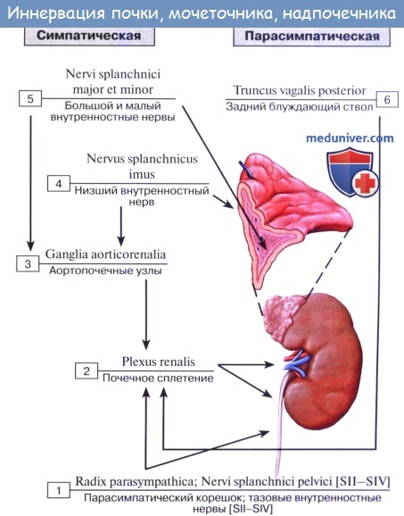 innervacia organov 52a