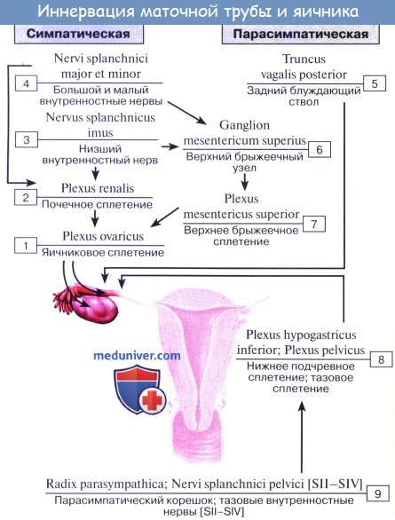 Схема иннервации маточной трубы и яичника