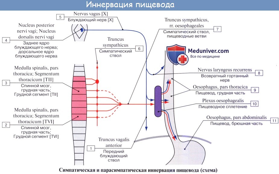 Анатомия: Иннервация легких. Иннервация бронхов