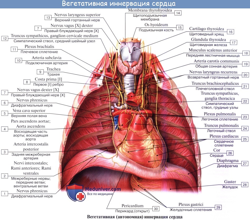 Анатомия: Иннервация сердца. Иннервация сердечной мышцы. Иннервация миокарда.