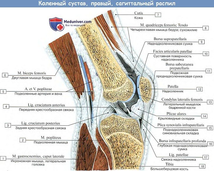 Анатомия: Коленный сустав - сагиттальный распил