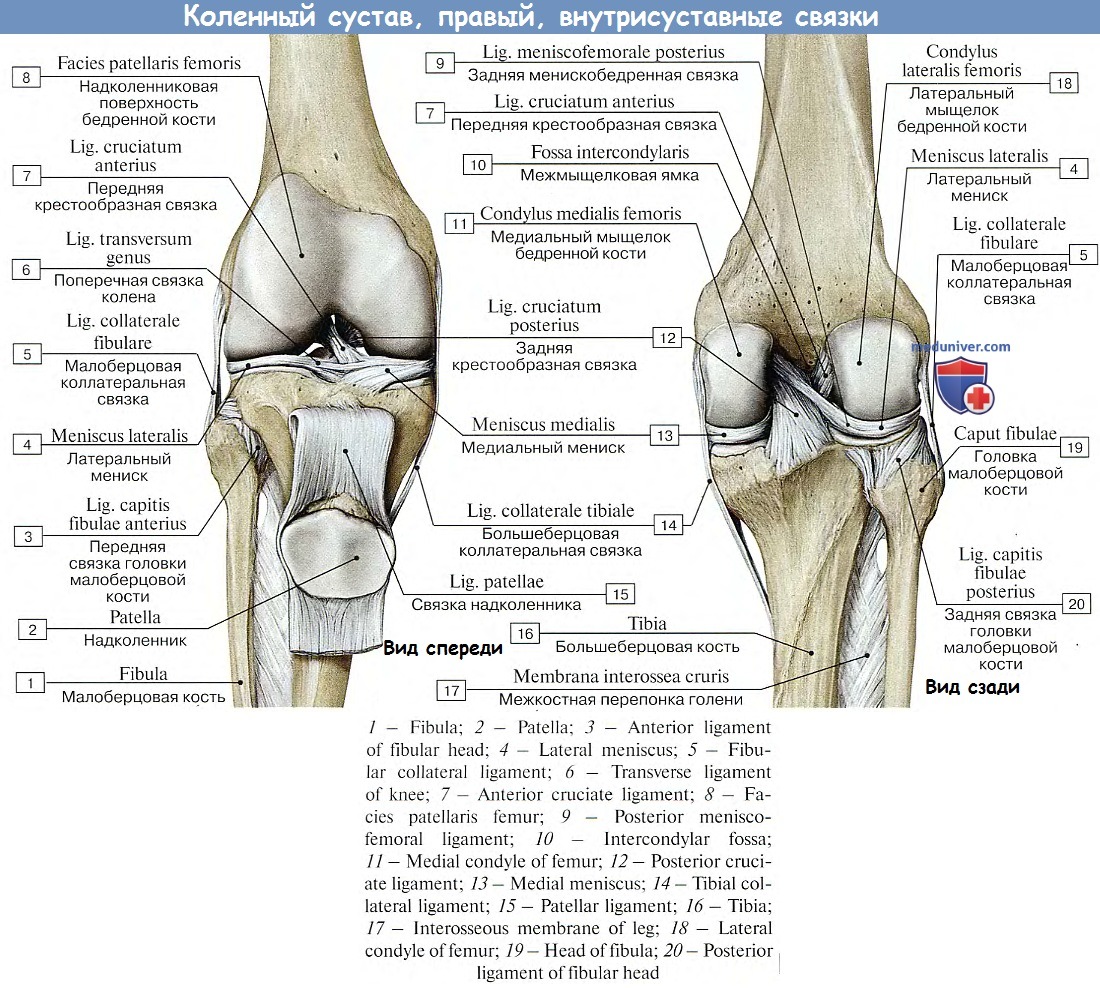 Анатомия коленного сустава и связок вид сзади