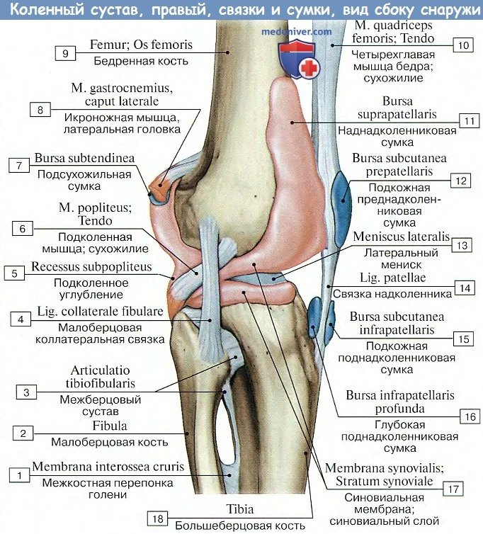 Анатомия: Коленный сустав - связки, сумки