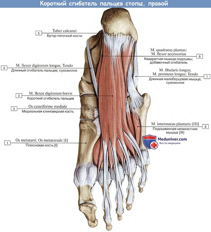 Анатомия: Короткий сгибатель пальцев стопы