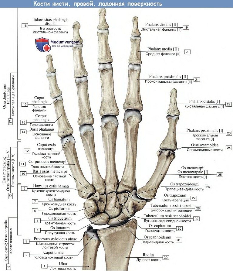 Анатомия руки человека кости