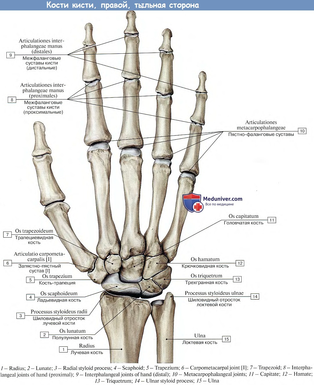 Анатомия запястья (МРТ): нормальная анатомия | e-Anatomy