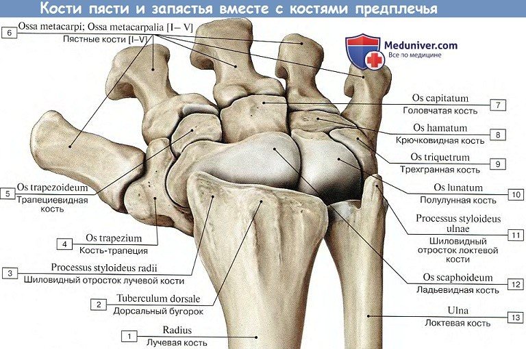 Анатомия: Кости кисти