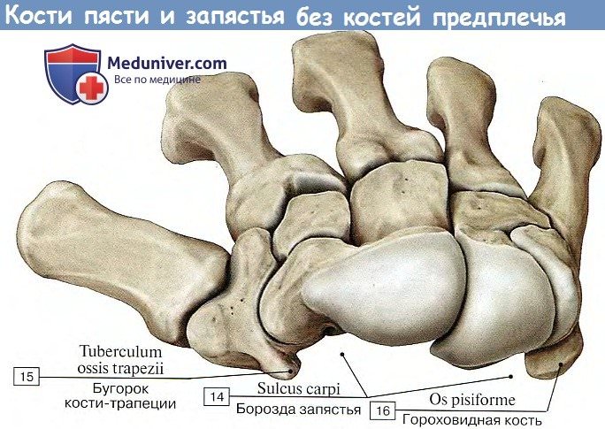 Анатомия: Кости кисти