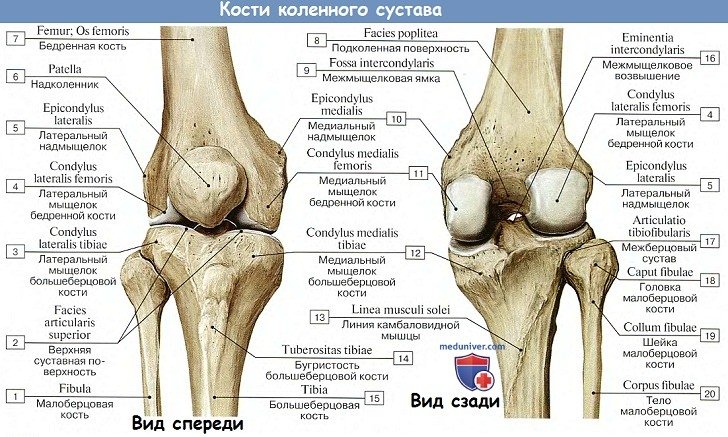 Анатомия: Коленный сустав - кости