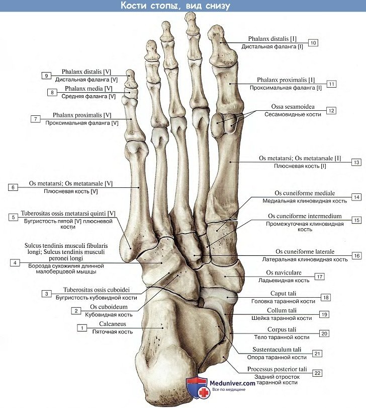 Анатомия: Кости стопы, вид снизу