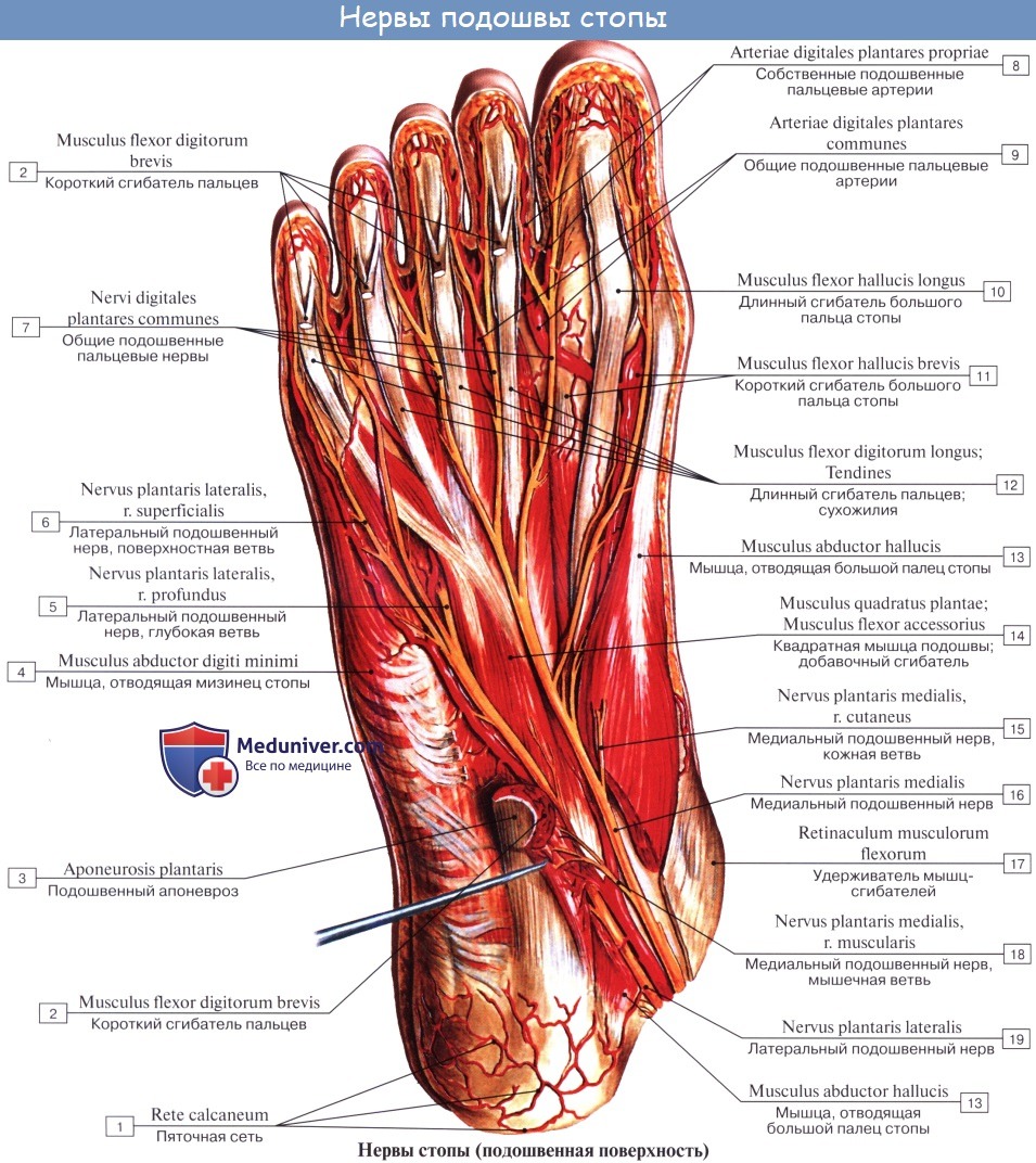 Анатомия: Крестцовое сплетение, plexus sacralis