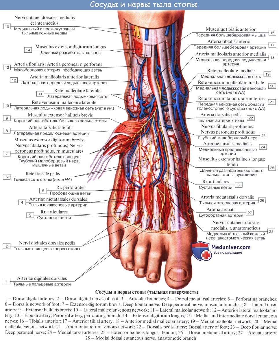Основные артерии стопы. Стопа анатомия нервных окончаний. Глубокий малоберцовый нерв на стопе. Малоберцовый нерв анатомия. Голеностоп нерв малоберцовый.