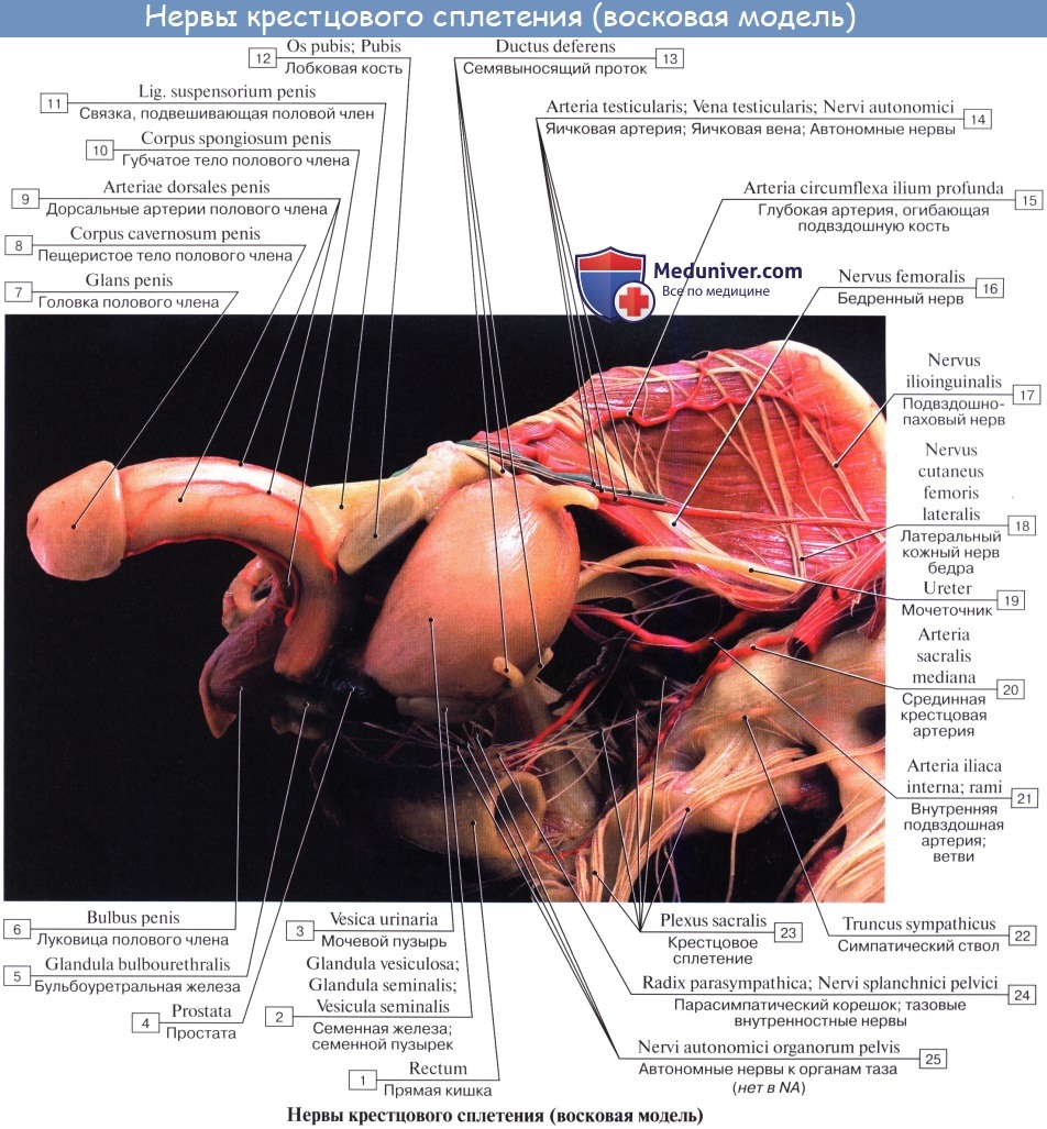Анатомия: Крестцовое сплетение, plexus sacralis