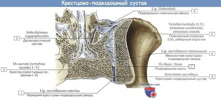 Анатомия: Крестцово-подвздошный сустав