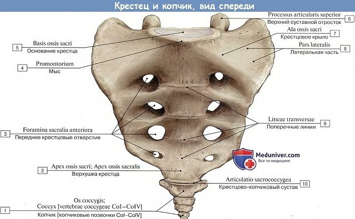 Анатомия: Крестцовые позвонки, крестец и копчик, вид спереди