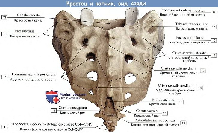 Анатомия: Крестцовые позвонки, крестец и копчик, вид сзади