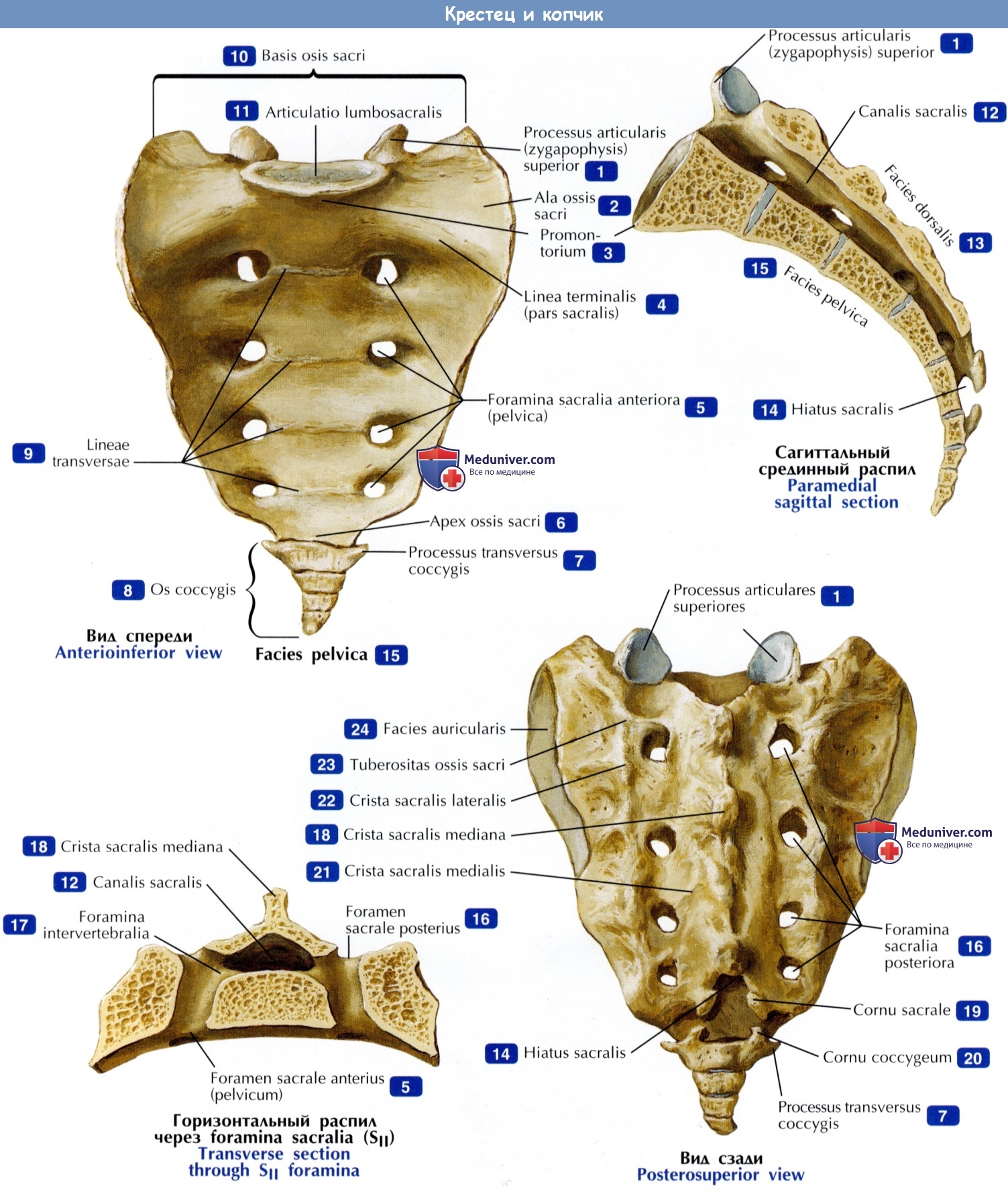 Позвоночник рентгенограммы : нормальная анатомия | e-Anatomy