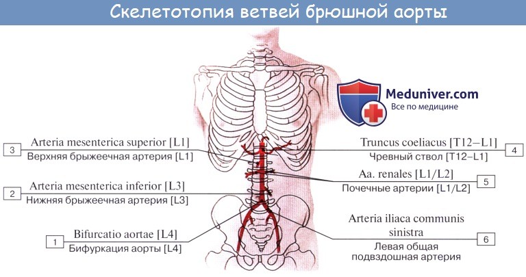 Анатомия: Строение почек (почки). Кровоснабжение почек. Сосуды почек (почки)