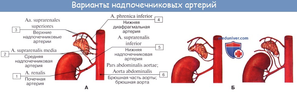 Анатомия: Функция надпочечников. Сосуды (кровоснабжение) надпочечников. Нервы (иннервация) надпочечников