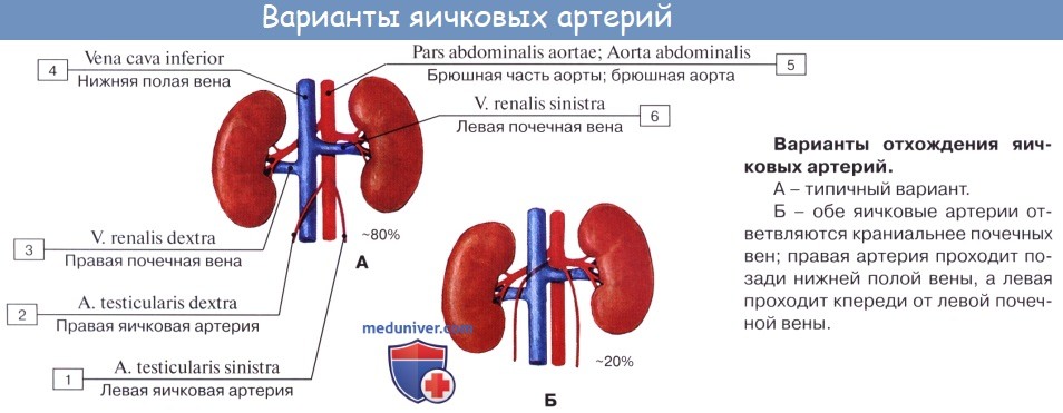 Анатомия: Сосуды и нервы яичка. Кровоснабжение, лимфоотток от яичка. Иннервация яичка