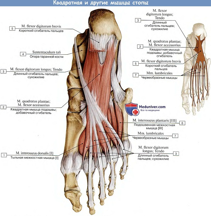 Анатомия: Квадратная и другие мышцы стопы