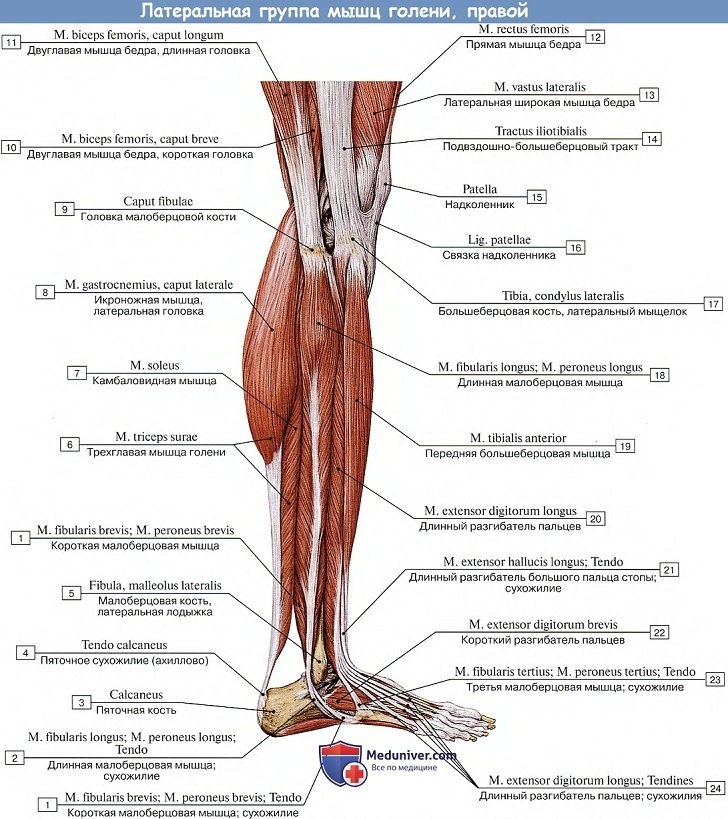 Анатомия: Латеральная группа мышц голени