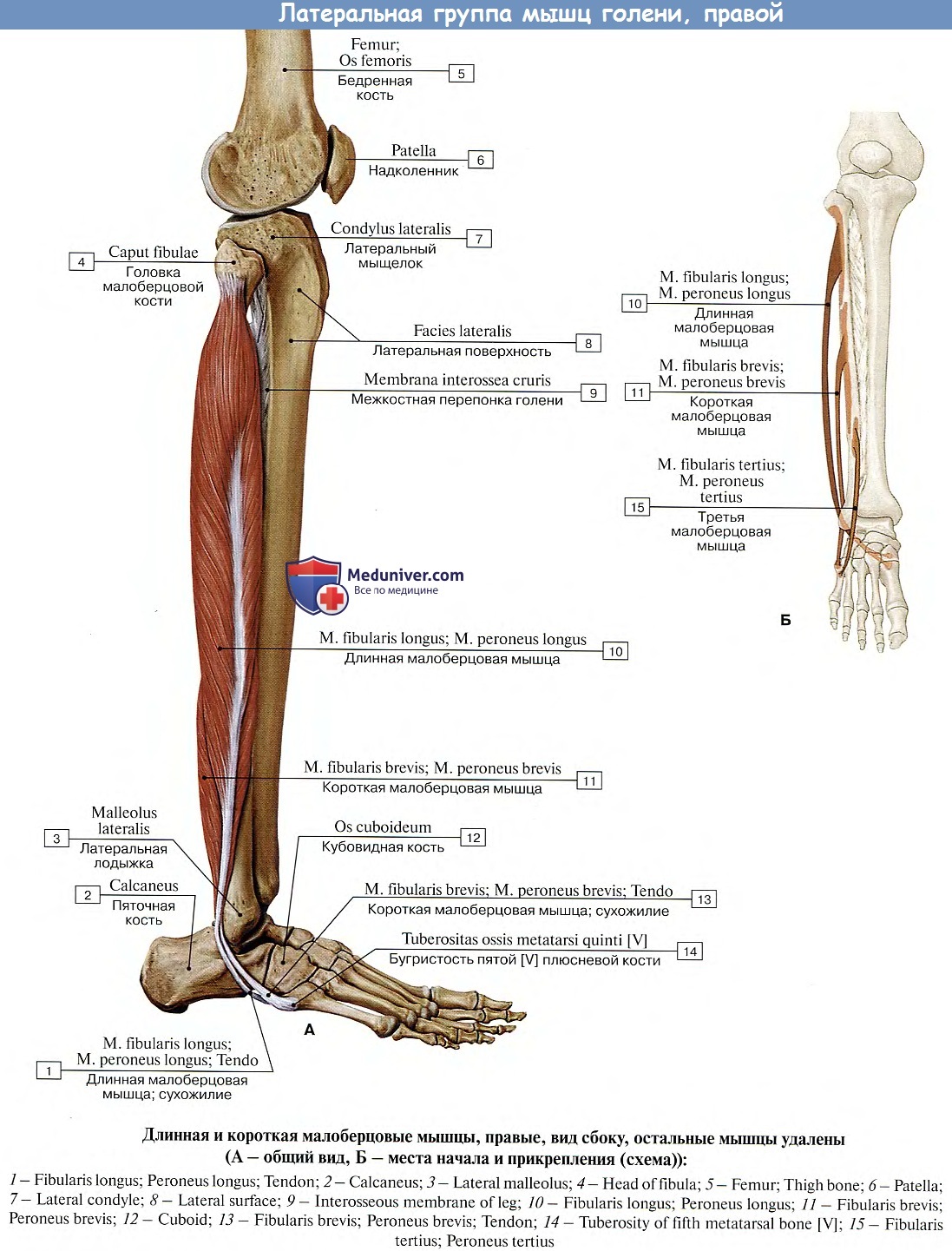 Строение ноги до колена. Строение костей голени и стопы анатомия. Малоберцовая кость анатомия человека мыщца. Длинная малоберцовая мышца анатомия. Строение голени ноги человека кости.